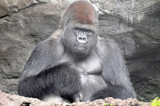 รูปภาพSilverback – เลือกดูภาพถ่ายสต็อก เวกเตอร์ และวิดีโอ84,322 | Adobe ...