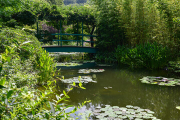 Fototapeta na wymiar 水の庭の睡蓮