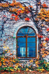 An old blue-glassed window in the garden entwined with autumn colorful ivy, plants, flowers and trees
