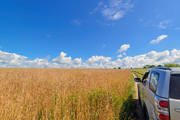 ripe winter wheat field and a farmer`s car by it`s side , blue sky with beautiful clouds 