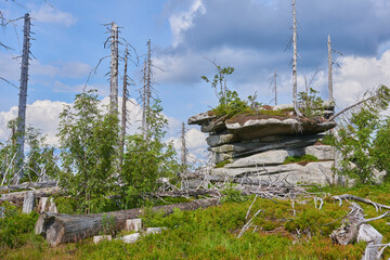 Obraz premium Dead forest on Dreisesselberg mountain. Border of Germany and Czech Republic. Natural forest regeneration without human intervention in national park Sumava (Bohemian Forest) 