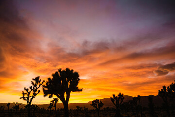 Plakat sunset in the desert 2