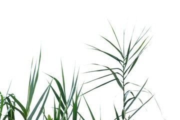 Fototapeta premium Tropical wild grass leaves on white isolated background for green foliage backdrop