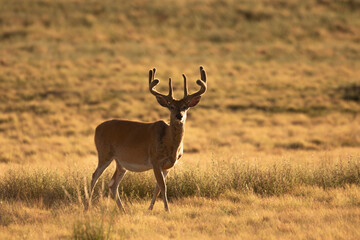Whitetial Deer Buck in Velvet in Summer