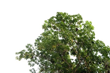 Tropical tree with leaves branches on white isolated background for green foliage backdrop