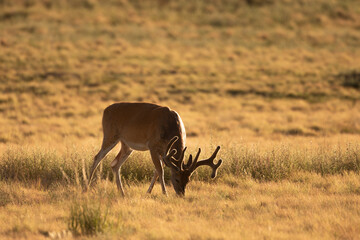 Whitetial Deer Buck in Velvet in Summer