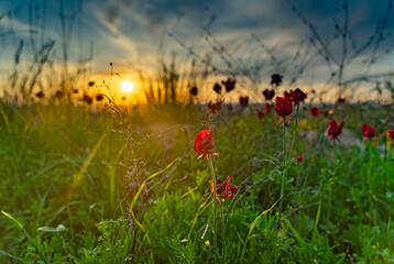 Spring sunset in nature landscape view