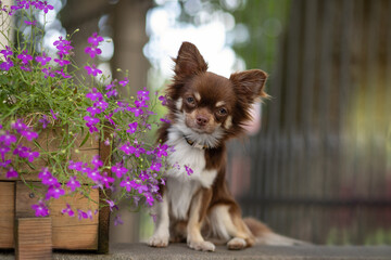 adorable chocolate chihuahua posing in the park in flowers