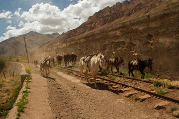 Fototapeta na wymiar Tourism. Transportation mules carrying goods, provisions and tourist baggage along the desert railroad in the mountains.