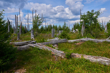 Fototapeta na wymiar Dead forest on Dreisesselberg mountain. Border of Germany and Czech Republic. Natural forest regeneration without human intervention in national park Sumava (Bohemian Forest) 