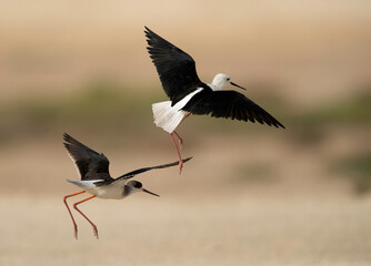 Black-winged Stilts fighting, Bahrain