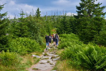 Fototapeta premium Dead forest on Dreisesselberg mountain. Border of Germany and Czech Republic. Natural forest regeneration without human intervention in national park Sumava (Bohemian Forest) 