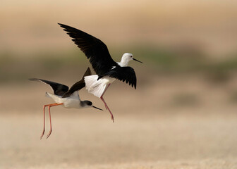 Black-winged Stilt fighting in air, Bahrain