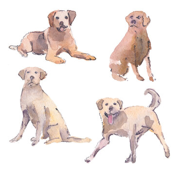Hand drawn watercolor illustration of a Labrador Retriever dog in various poses. Sketch. Isodized on a white background