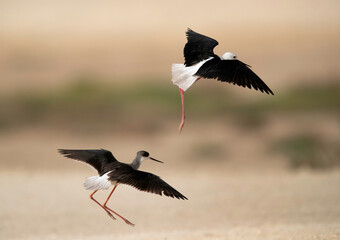 Black-winged Stilts in flight, Bahrain