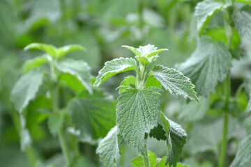 Ballota nigra grows in nature