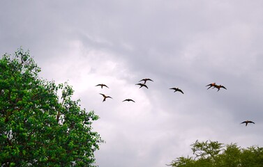 Large flock of macaw birds in flight