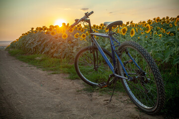Obraz premium A bike left in the sunflower fields