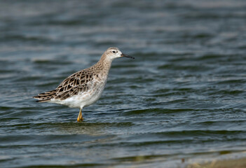 Ruff at Hamala, Bahrain