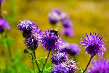 Purple flower cornflower purple flower with bee