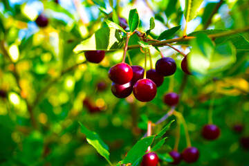 Maroon red cherry berries on branches in the garden