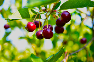 Maroon red cherry berries on branches in the garden