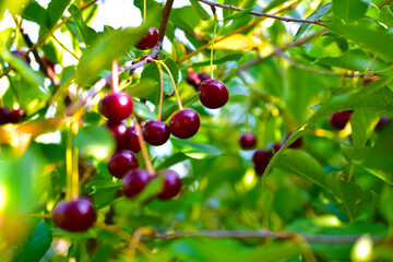 Maroon red cherry berries on branches in the garden