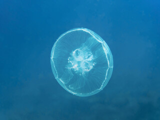 Moon jellyfish (Aurelia aurita) in the deep blue sea, underwater background with copy space