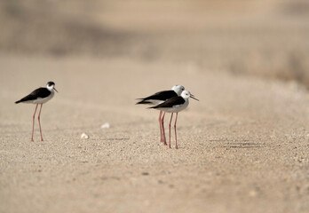 Black-winged Stilts, Bahrain