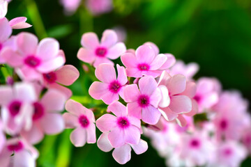 Obraz na płótnie Canvas Pink beautiful flowers of Phlox paniculata in the garden