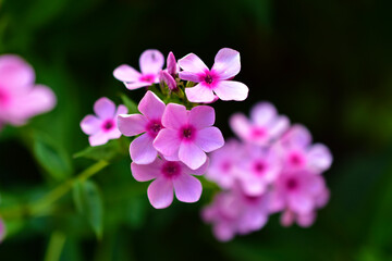 Fototapeta na wymiar Pink beautiful flowers of Phlox paniculata in the garden