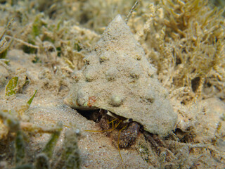 Hairy red hermit crab (Dardanus lagopodes) in the mollusc shell at the red sea, underwater photo, Egypt