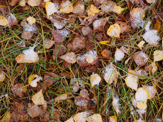 Fallen dead birch leaves and pine needles powdered with snow autumn background