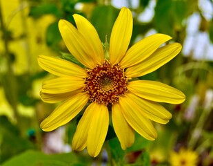 yellow flower in the garden