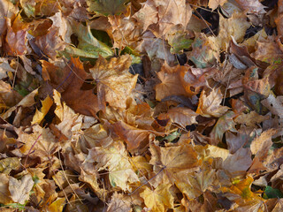 Fallen maple leaves autumn background