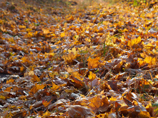 Fallen maple leaves at ground, autumn background