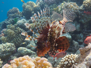 Naklejka na ściany i meble Lionfish (Pterois miles) at the tropical coral reef underwater