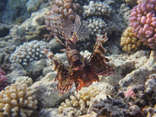 Common lionfish at the sea colorful coral reef