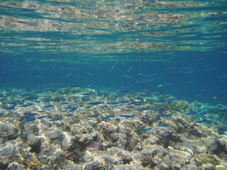 Naklejka na ściany i meble Sea fish school at coral reef underwater background