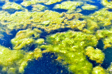 Marsh water with mud and algae on the surface in summer