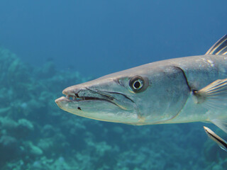 Head of great barracuda (Sphyraena barracuda) at a cleaning station