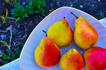 Yellow and red pears on a plate in the summer in the greenery