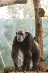 The chimpanzee (Pan troglodytes)