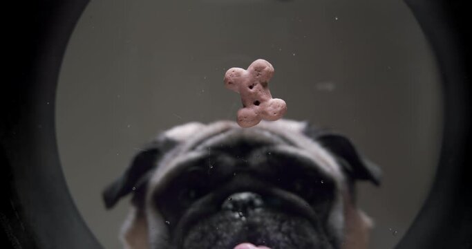 Funny pug dog eating treat from a bowl. Original angle, bottom view. Drooling Hungry