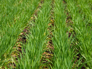 Wheat planting field (selective focus)