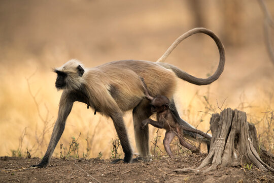 Gray Langur with her baby, Ranthambore National Park