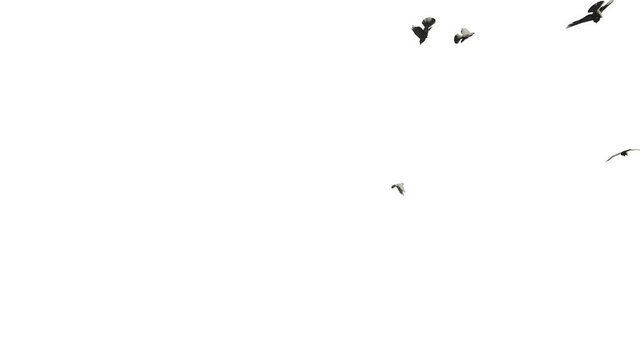 White pigeons flying in slow motion, against white