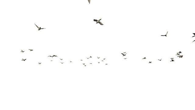 Wild ducks flying, against white