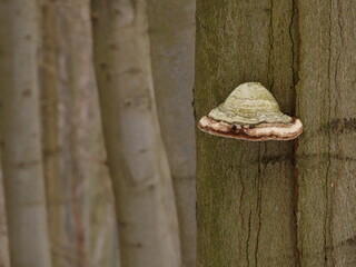 Polypore fungus on a beech tree in beech forest, Sowie Mountains, Poland