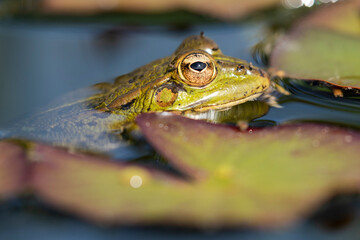 Iberian green frog (Pelophylax perezi), among lily pads. Selective focus